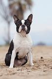 BOSTON TERRIER 392